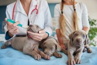 Hoe weet u of uw hond ziek is?