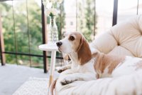 Welk hondenkussen verdient jouw hond?