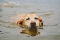 Hoe gevaarlijk is blauwalg voor je hond?