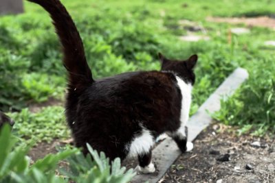 Kattenrassen voor beginners