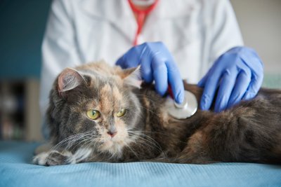 Aanwijzingen van uw zieke kat