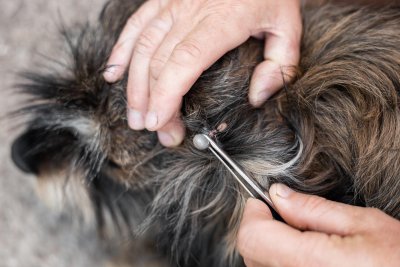 Ongewenste huisdieren? Zo raak je ongedierte, vlooien en teken kwijt 