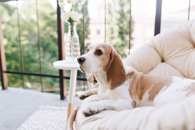 Welk hondenkussen verdient jouw hond?