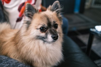 Drie nieuwe hondenrassen die de AKC officieel erkend heeft