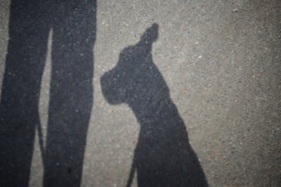 Zo check je of het asfalt te heet is voor je hond