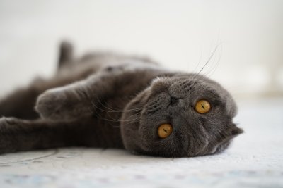 Waarom je geen Scottish Fold of Sphynx meer mag kopen