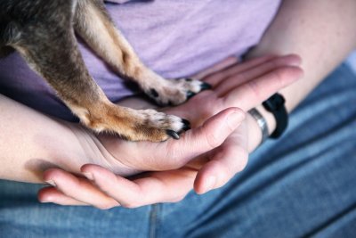 Wat de pootvoorkeur van jouw hond zegt over zijn karakter