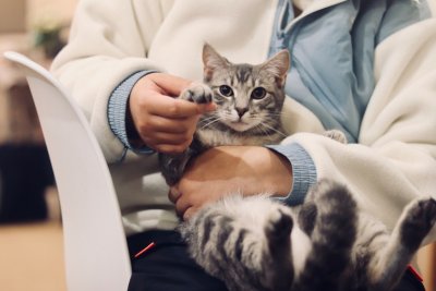 Je kat chippen is nu verplicht in Nederland