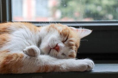 Slaapt je kat te veel, of is het gewoon normaal?