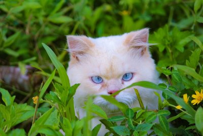 Je kat vangt waarschijnlijk meer vogels dan je denkt